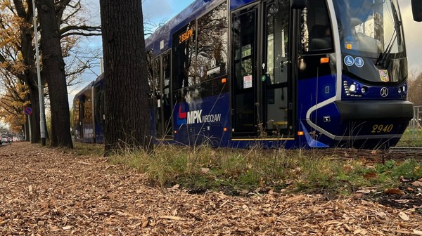 Pod dębami pojawił się kompost, humus i na to zrębki