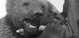 Powstanie film o niedźwiedziu Wojtku, bohaterze spod Monte Cassino