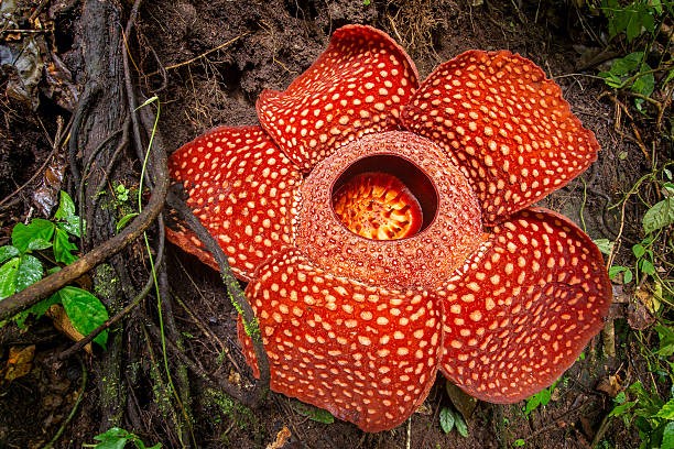 Rafflesia is the largest flower in the world [istockphoto]