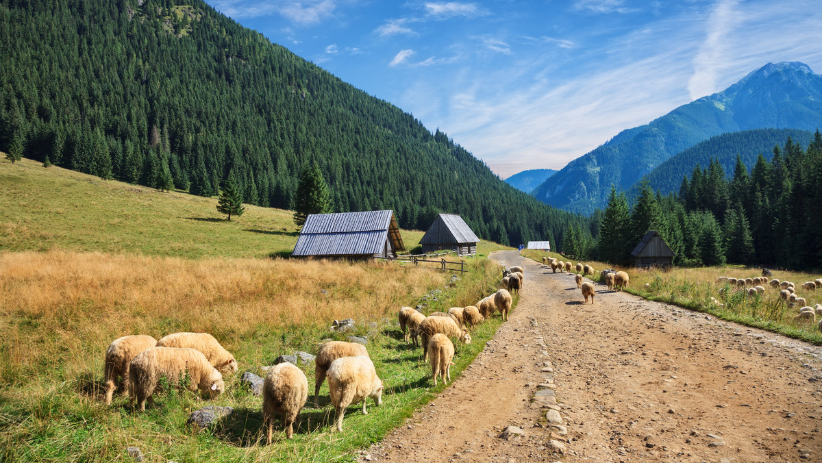 Piorun zabił 11 owiec w Tatrach. Uderzył w słup parku linowego