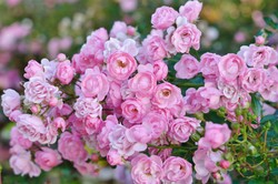 Te krzewy przetrwają całą jesień. Będą kwitnąć w ogrodzie aż do pierwszych przymrozków