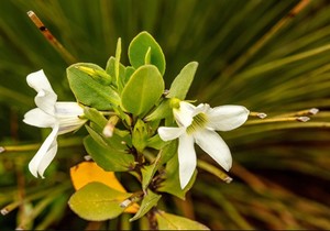 Zvezdasti jasmin