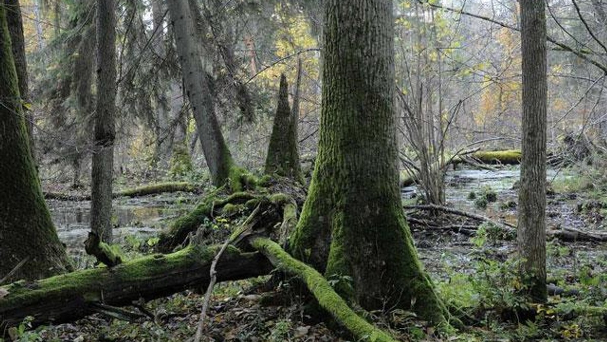 Galeria Polska - Puszcza Białowieska zagrożona?, obrazek 1