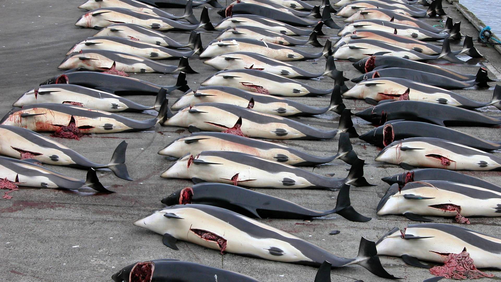 Japonia morduje 120 ciężarnych wielorybów "w imię nauki"