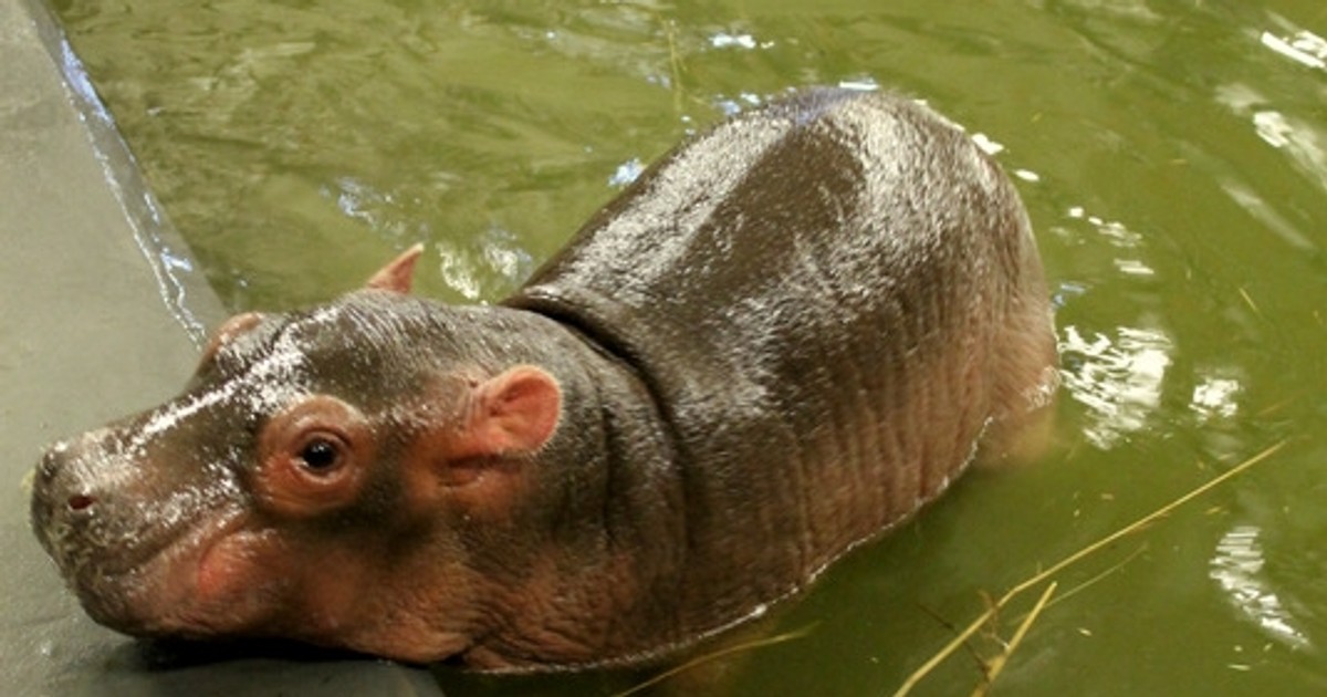 Hipopotam Waży 1 6 Tony Ile To Kilogramów Wrocław Nowy hipopotam nilowy w zoo