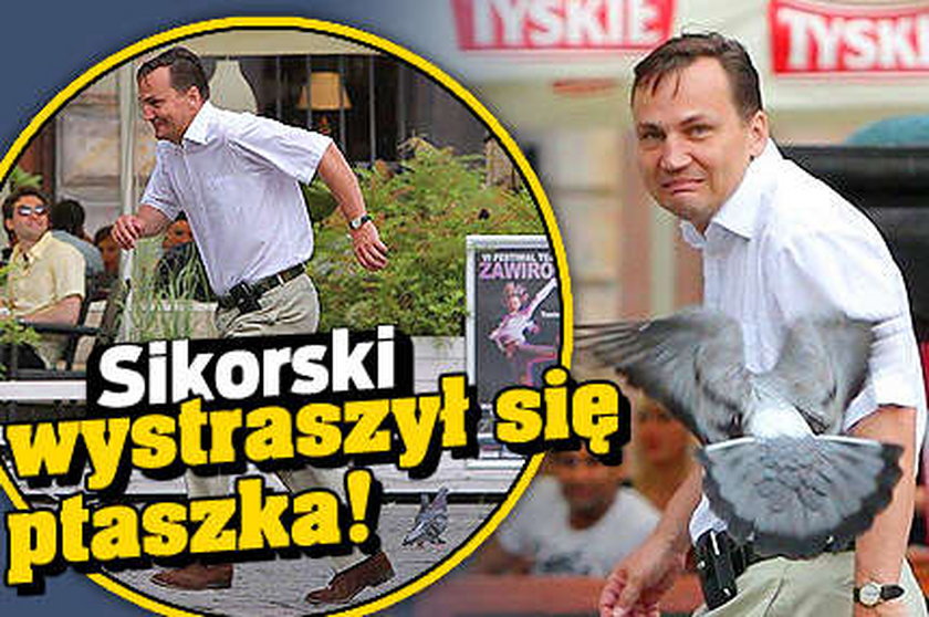 Sikorski wystraszył się ptaszka!