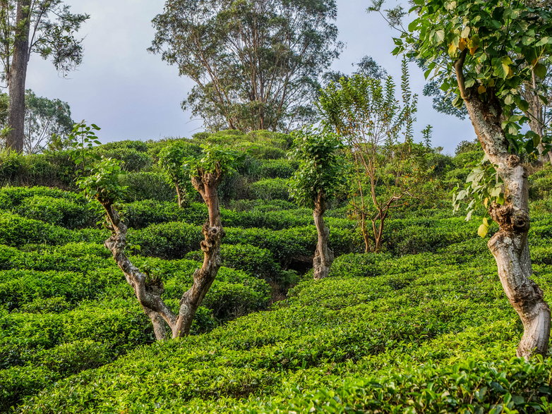 Pola herbaciane na Sri Lance