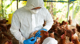Rzecznik Sanepidu: mięso nie jest badane na wirusy, ale ryzyko zakażenia ptasią grypą jest minimalne