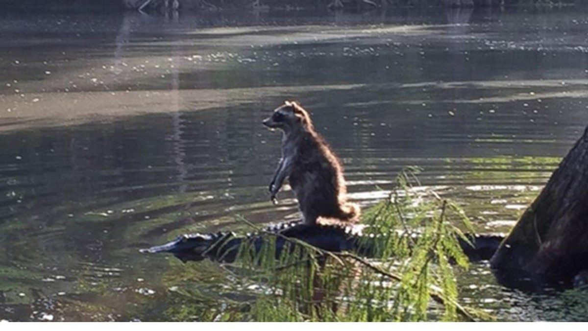 Na pierwszy rzut oka widzimy na zdjęciu szopa balansującego na konarze. Gdy jednak przyjrzymy się bliżej, okazuje się, że to nie element drzewa, tylko aligator.