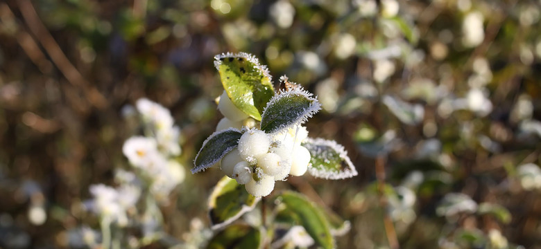 Deszcz, wiatr i przymrozki. Do Polski wciąż napływa arktyczne powietrze. Prognoza pogody na 8 maja 2025