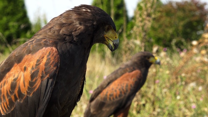 Hariju nije strano da pozira pred kamerama, a kao glumac oprobao se i u pozorišnoj predstavi