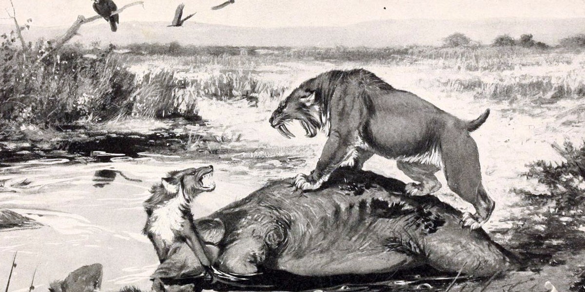 A treasure trove of sabre-tooth tiger and dire wolf bones show how prehistoric predators made their kills