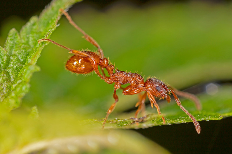 Wścieklica zwyczajna (Myrmica rubra)