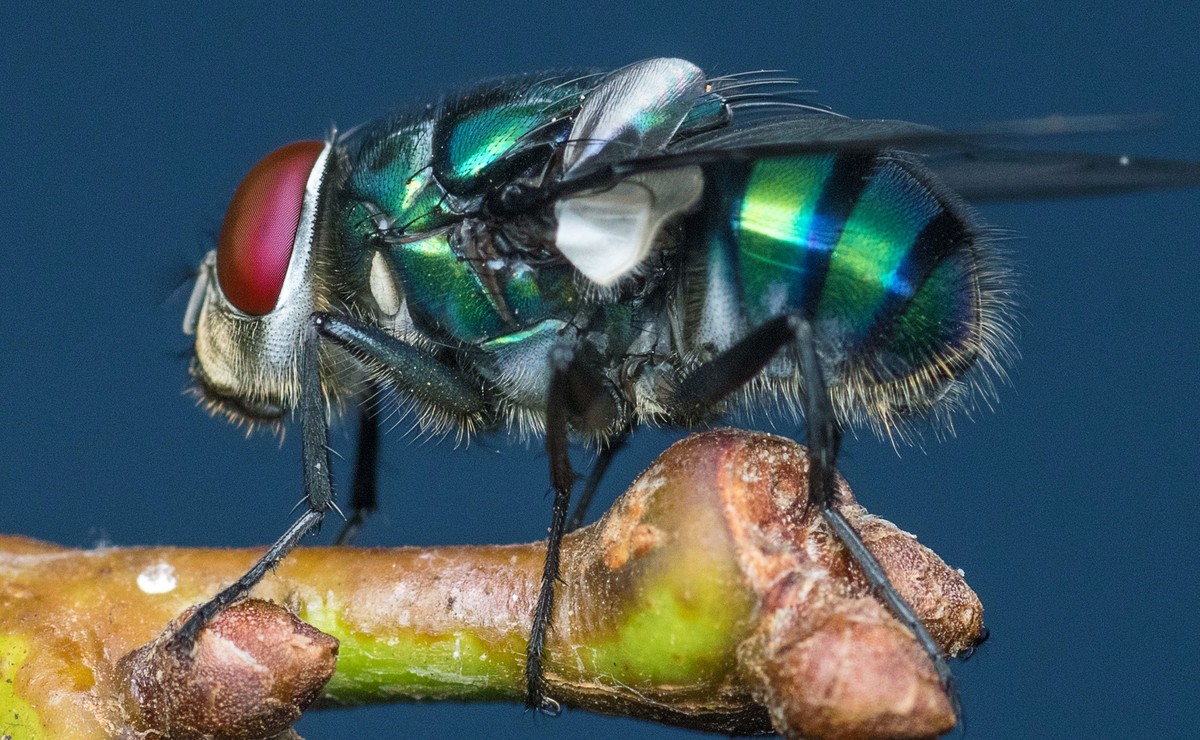 Lucilia sericata, mucha zielona