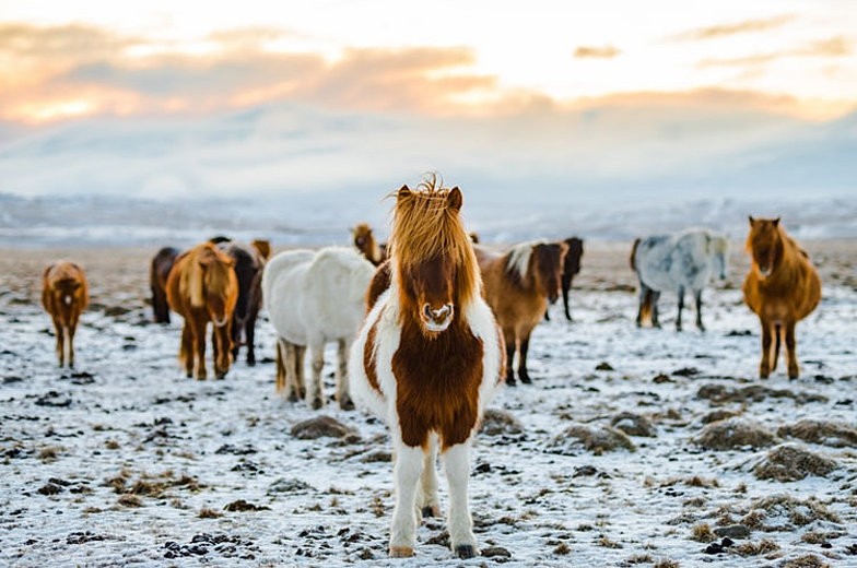 Islandia - Koń Islandzki