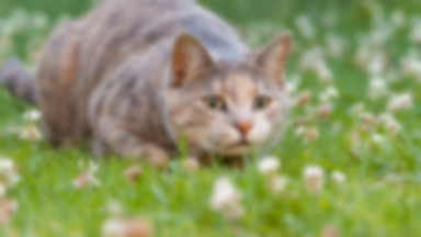 Koty z Krakowa potrzebują pomocy. Kociarnię zalała woda