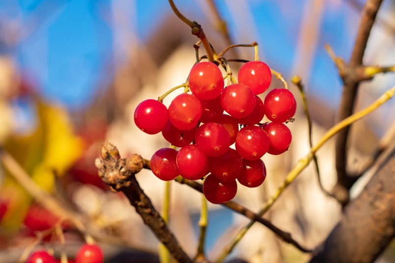 Kalina koralowa viburnum opulus Red,Viburnum,On,The,Branches.,Close-up,Of,Red,Bunches,Of