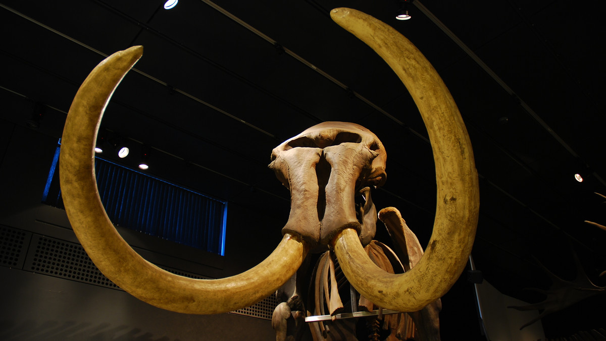 Jak donosi serwis LiveScience.com, naukowcy są na dobrej drodze, aby sklonować mamuta. W tym celu wykorzystają materiał DNA pobrany z dwóch zamarzniętych przedstawicieli tego gatunku.