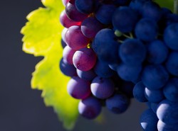 Kto wymyślił wino? Politycy i naukowcy szukają dowodów