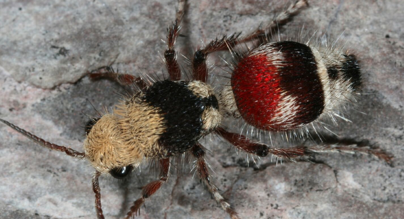 Nicknamed cow killers, you don't want to be stung by a velvet ant.