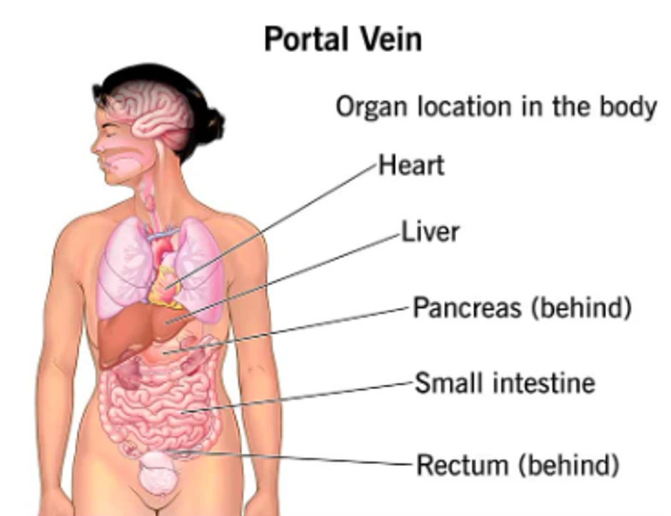 Portalna vena se nalazi u stomaku i prenosi krv iz mnogih organa u stomaku u jetru