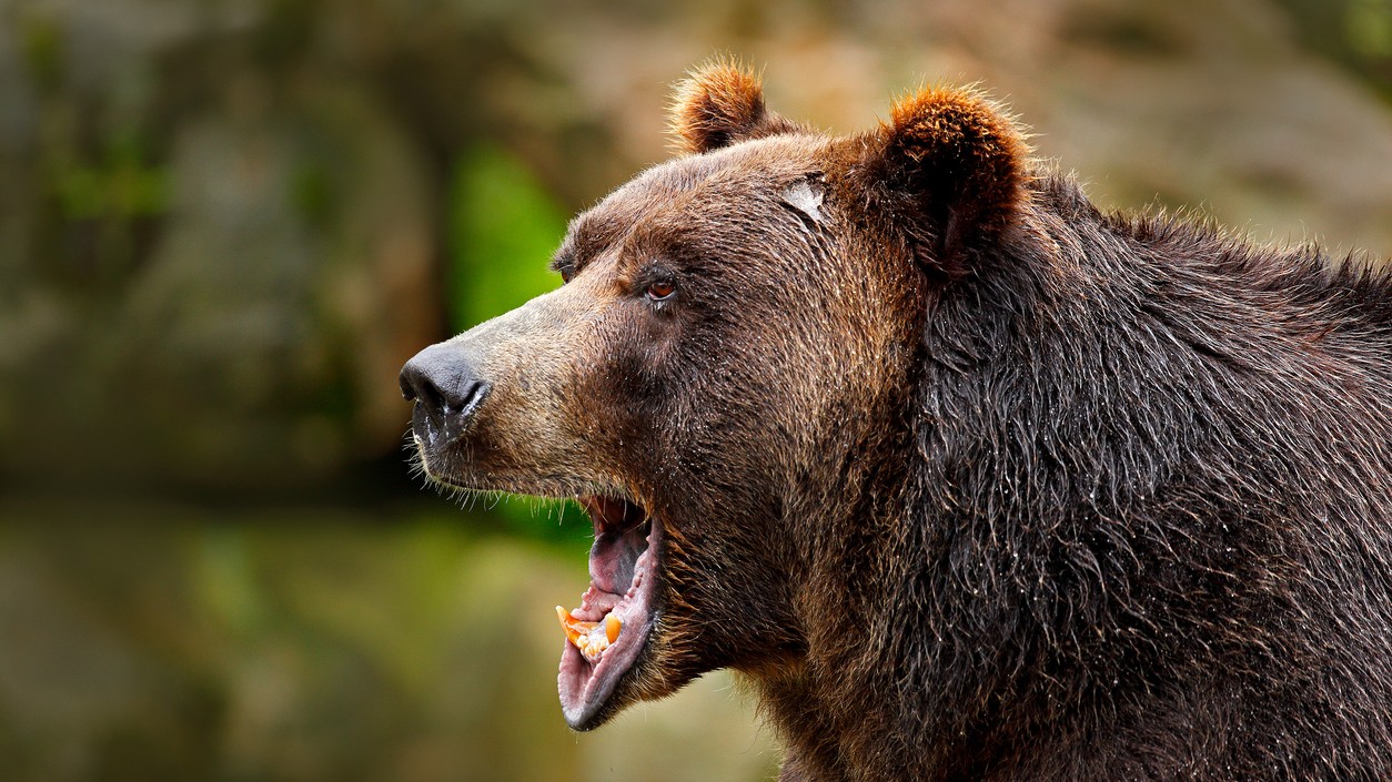 Neďaleko hraníc so Slovenskom zahynula po útoku medveďa žena. 