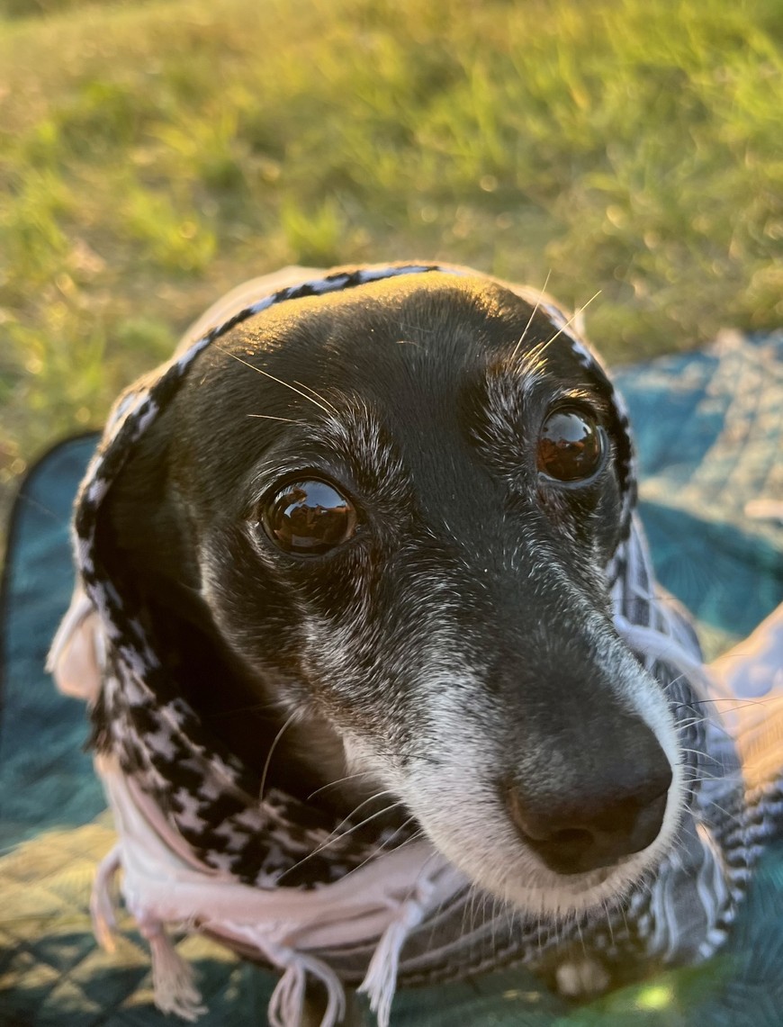 Pomoc na SOR znajdą starsze i młode zwirzęta