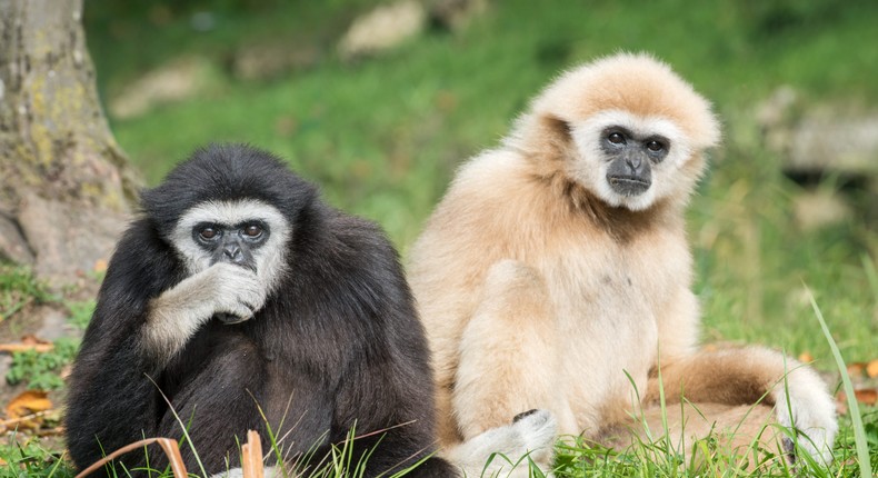 White-handed gibbons are typically monogamous and form a lifelong bond.Getty Images