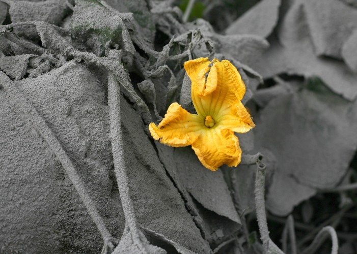 Wybuchł wulkan na Sumatrze