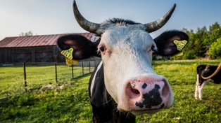 Duńscy rolnicy zapłacą podatek klimatyczny od emisji CO2. program ruszy w 2030 roku