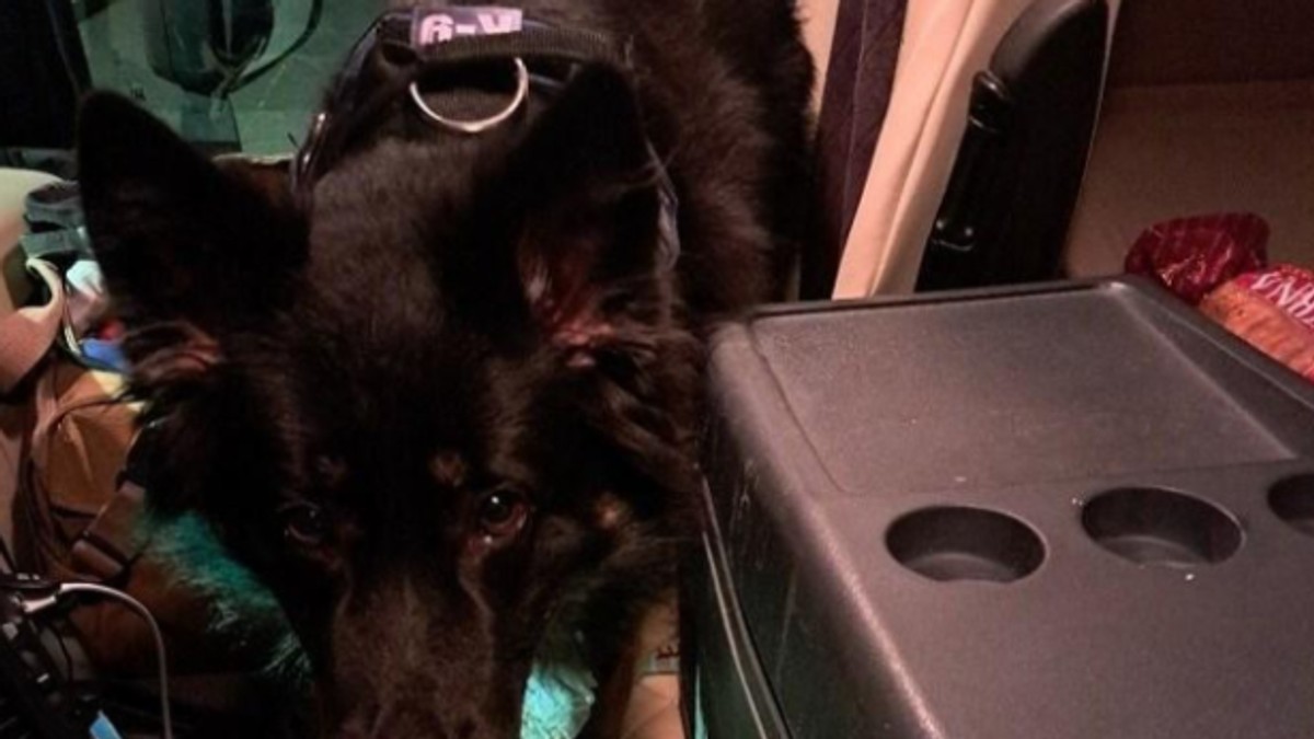 Pas pronašao kutiju sa novcem