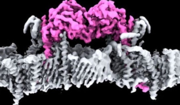 PINK 1 protein povezan sa Parkinsonovom bolešću