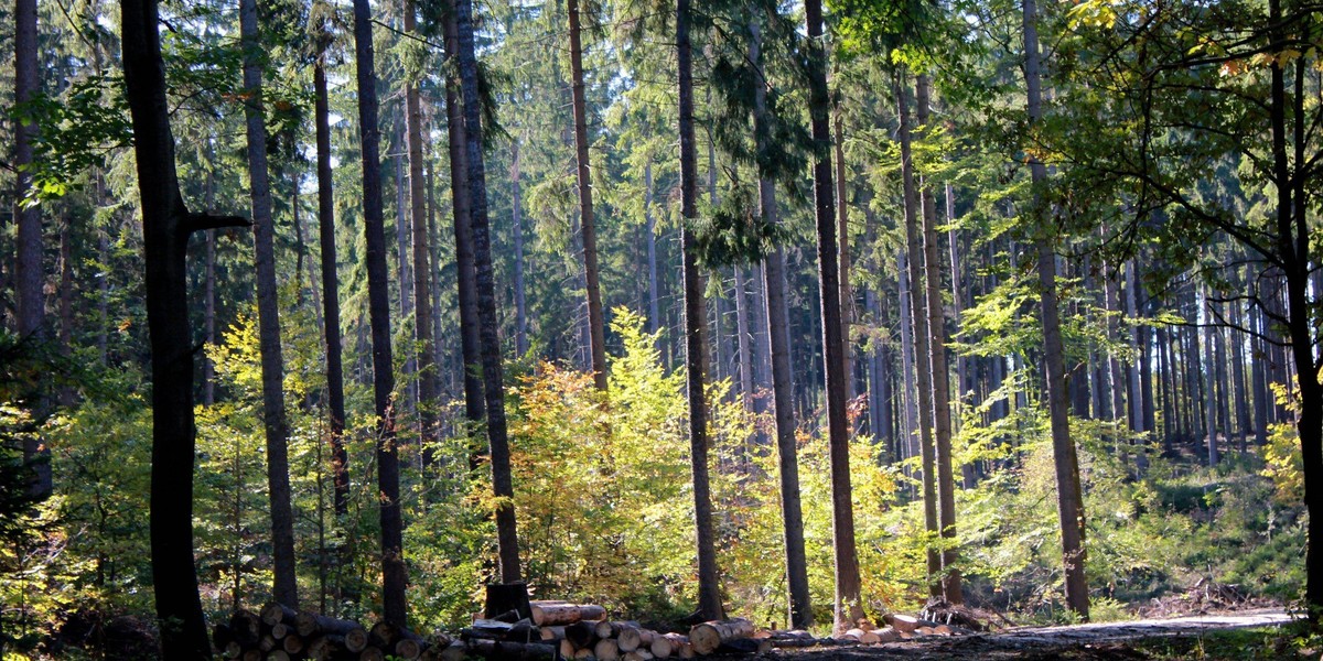 Przebrany za kobietę zaatakował leśników