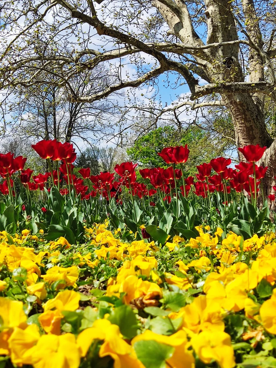 Sada, u proleće, izgleda neodoljivo