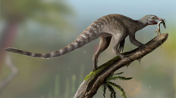 Tollszerű bundájával és hosszú farkával a Venetoraptor gassenae a lagerpetidák egyik típusa. Azaz a hüllők egy olyan csoportjának tagja, amelyek a dinoszauruszok idején az eget uraló pteroszauruszok elődei voltak. / Rekonstrukció: Matheus Fernandes