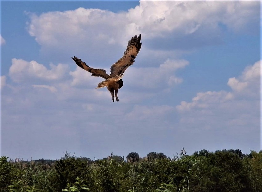Zbrinute ptice vraćene u prirodu