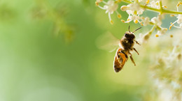 Jad pszczeli - uczulenie, lek, rozpoznanie, alergia