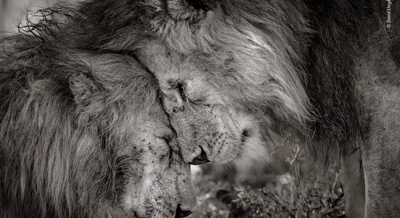 Winner David Lloyd, Wildlife Photographer of the Year