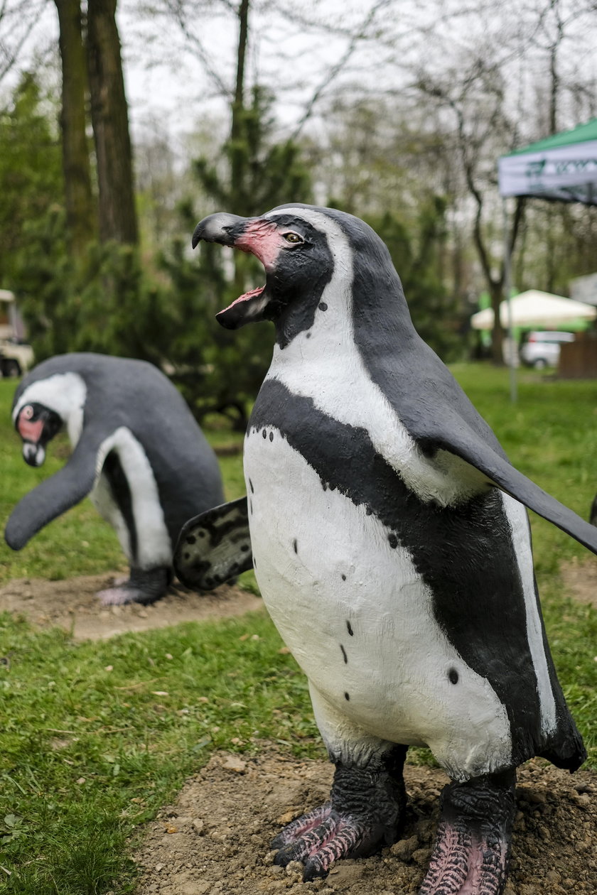 W zoo zamieszkają pingwiny!