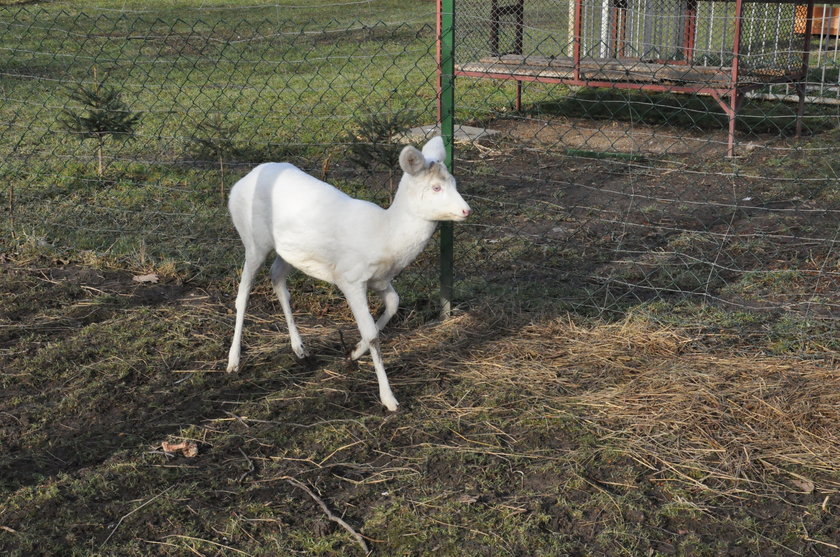 Sarna albinos w Polsce!