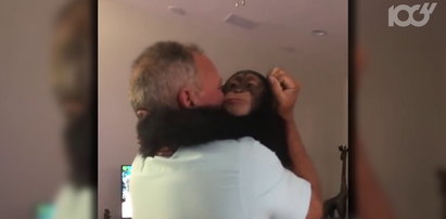Uratowali małego szympansa. Jego wdzięczność jest wzruszająca