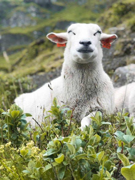 Kraków: chcą, by owce „kosiły” trawę na Zakrzówku