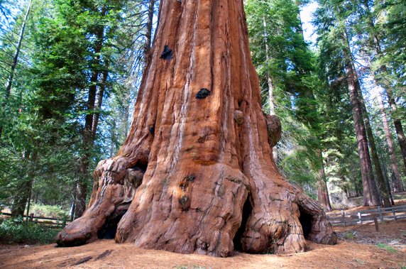 Park Narodowy Sekwoi (Sequoia National Park), Kalifornia, USA