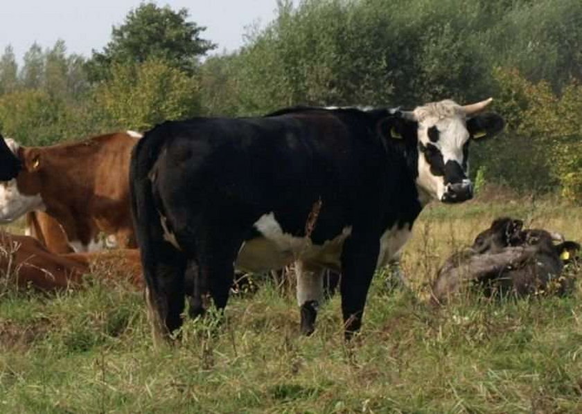 Byk zaatakował człowieka