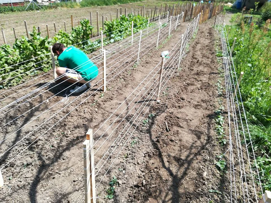 Prouzvodnja organskog voća i povrća iziskuje mnogo rada