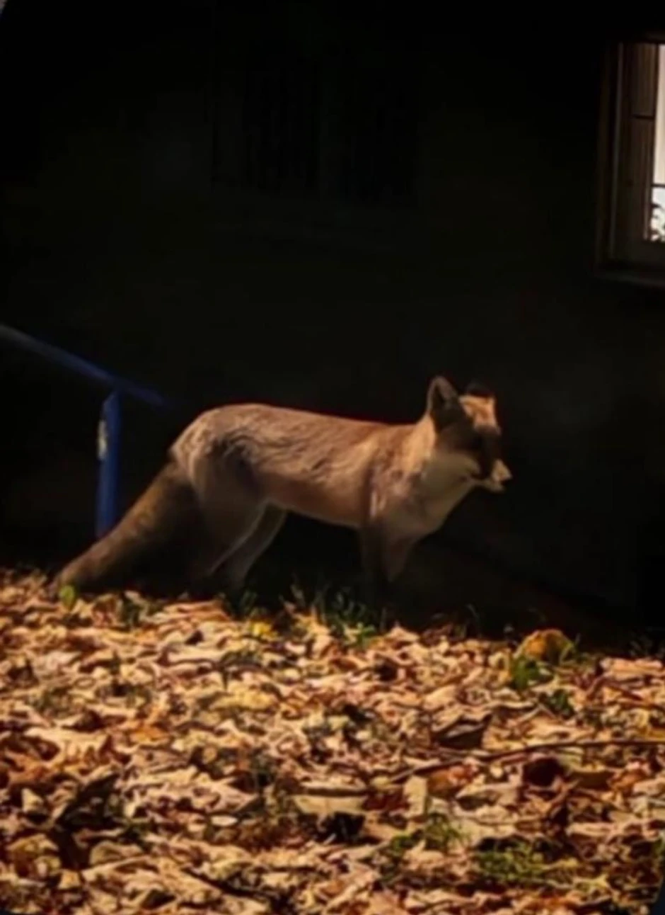 Lisica uslikana na igralištu na Dedinju