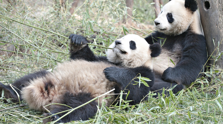 A pandákat állítólag az is veszélyezteti, hogy lusták a párzásra /Fotó: Shutterstock