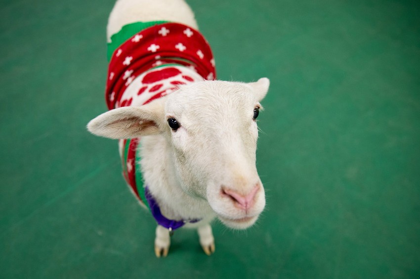 Nađen je kako tumara okolo u božićnom džemperu
