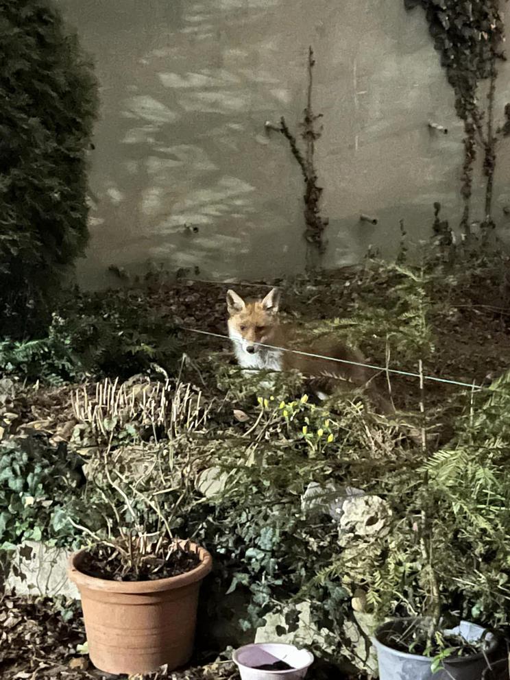 Budán, a Városmajor mellett látták a rókát / Fotó: Olvasó küldte