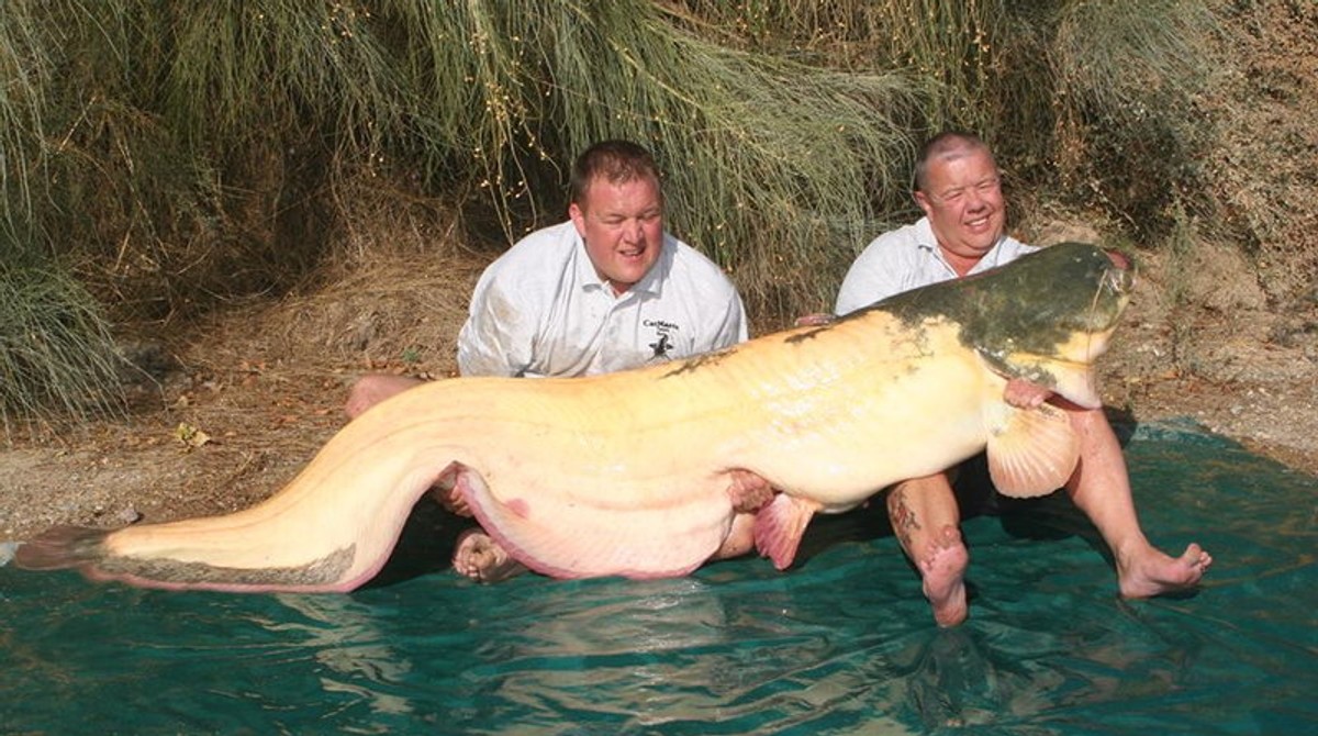 Largest Catfish